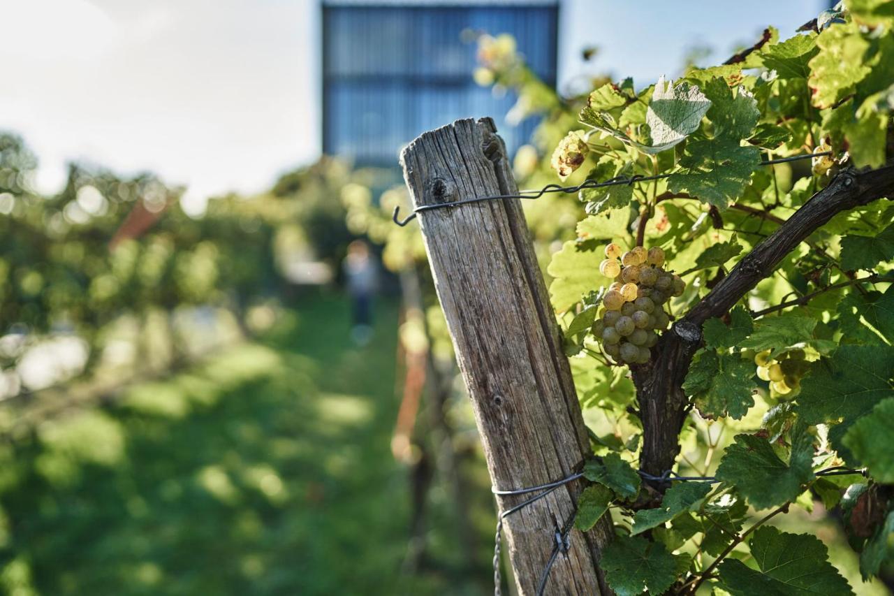 Im Weingut Am Stein Ferienhaus *